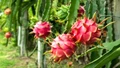 Dragon Fruit Cultivation: Govt Offers up to Rs 4.5 lakh per hectare to Growers