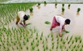 Kharif Crop Sowing Deficit Decreases to 5.3%