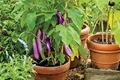 Vegetable Garden in Pots in Your House at Roof Top