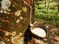 National Rubber Mission will Fulfil Domestic Demand, says Rubber Board