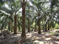 Telangana Farmers Are Switching to Oil Palm Cultivation to Get Higher Returns