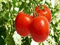 How Tomato is Changing the Fortunes of Farmers in Himachal Pradesh?