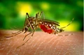 BEWARE! Monsoon Brings Back Dengue Fever Threat