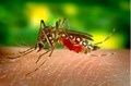 BEWARE! Monsoon Brings Back Dengue Fever Threat