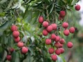 Litchi Cultivation: Economic Importance, Land Preparation, Propagation, Best Varieties & Much More