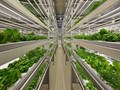 VERTICAL FARMING GOES GLOBAL