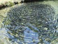 Jammu & Kashmir Govt Uses Modern Technologies to Boost Fish Farming