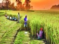 Kharif Sowing Picks up Pace, Acreage Reaches 27.872 million hectares till 1st July