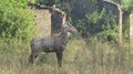 Nilgai (Boselaphus tragocamelus): A Vertebrate Pest in Agricultural Crops