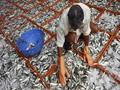 Fish Farming: Get 60% Subsidy to Start a Fish Farm
