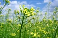 Camelina: An Ancient Oilseed Plant with Aviation Biofuel Potential