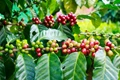 Coffee Board & ISRO Team Up to Develop Climate-Resistant Coffee Varieties