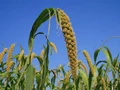 Tamil Nadu Farmers Urge Govt to Implement Millet Project