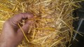 Silicon from Grain Straw Improves Water Retention Capacity of Soil