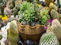 7 Best Cactus Varieties to Grow Indoors