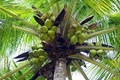 Coconut for a Healthy Living