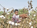 Punjab Agriculture Minister Examines Pest-hit Cotton Fields