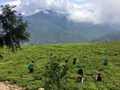 Know How Sikkim Became World’s First Organic State