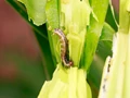 SKUAST-Jammu Warns Farmers Against Fall Armyworm Attack; Issues Fresh Guidelines