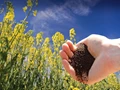 US Oilseeds Production Expected to Drop