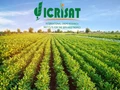 ICRISAT Recruitment 2022: Golden Opportunity to Work with a Prestigious Agri Institution, Apply Now!