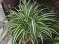 Plant Care Tips: How to Grow and Care for Spider Plant