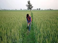 Farm Loan Waiver: Only 50% Farmers Benefitted from The Scheme, Finds Study