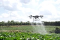 IFFCO & IG Drones Begins Field Trials of Nano Urea Liquid Spraying with Drones