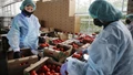 European Commission to Suspend Five Organic Certification Agencies from Clearing Exports of Processed Products from India