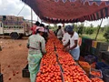 Hit by Low Prices, Farmers in Coimbatore Dump Tomatoes on Highway