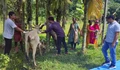 Gujarat Govt Begins Vaccination of Cattle Against Dreaded LSD