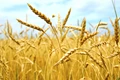Bangladesh Purchases 50,000 tonnes of Wheat from Agrocorp at $448.38 per tonne