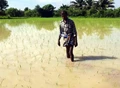 Telangana Farmers Demand Rs 40,000 per acre Compensation for Crop Damage