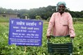 ICAR-IIVR’s Okra Variety ‘Kashi Chaman’ Fetches Bumper Yield