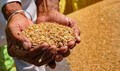 China Backs India's Wheat Export Ban at WTO