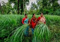 Lemongrass Farming (Low Input, High Output): An Initiative for Women Empowerment by Government of India