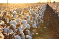Scientists are Breeding Better Genes to Help Cotton Survive Climate Change