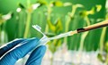 Scientists Discover Wheat Yield-Enhancing Gene