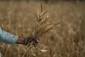Indian Wheat Prices Hit Record High Despite Export Ban