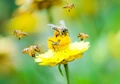 Bees Help Crops and could Keep Food Prices Stable