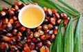 Malaysian Palm Oil Prices Going up in Global Markets