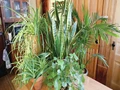 Indoor Plants: Know the Difference Between Snake Plant and Spider Plant