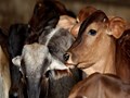Livestock Farmers Alert! Lumpy Skin Disease Spreads to 20 Districts of Gujarat Killing Over 1400 Cattles