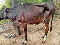 Lumpy Skin Disease Kills 4,000 Cattles in Rajasthan