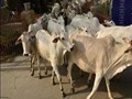 Lumpy Skin Disease Affects Lakhs of Cows, Buffaloes in Gujarat & Rajasthan; Milk Production Goes Down