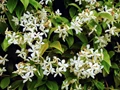 How to Grow and Care for Raat Ki Rani (Night Blooming Jasmine)