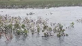 Floods in Sindh Ruins Cotton Crops