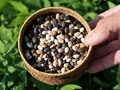 Tepary Beans Offer Farmers a Low-Input, Climate-Resilient Alternative to Legumes