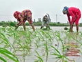 Kharif Crops: West Bengal and Bihar Issues Advisories for Farmers