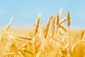 Hafed to Sell 1 lakh tonne Wheat in Open Market